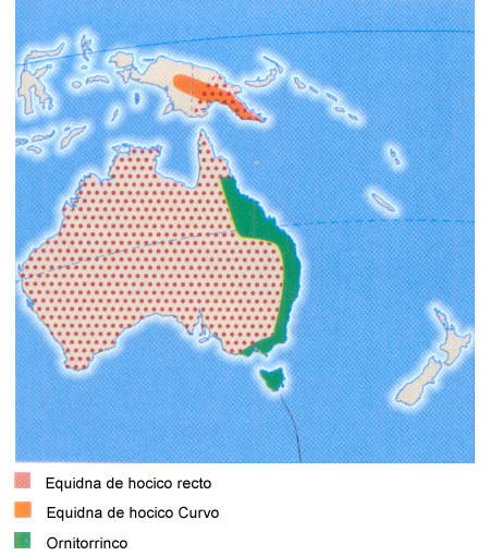 Distribución de los monotremas.